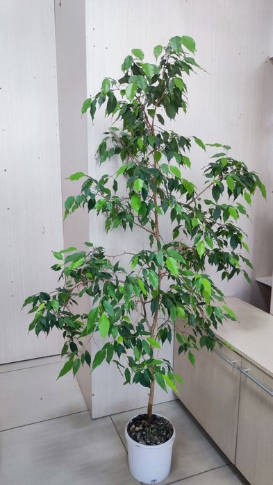 Продам  фикус Бенджамин