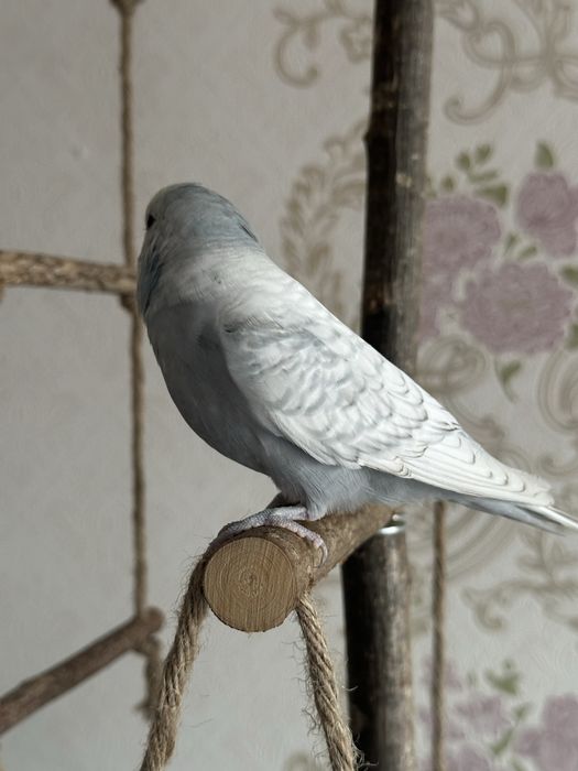 Пара ручных волнистые попугаи