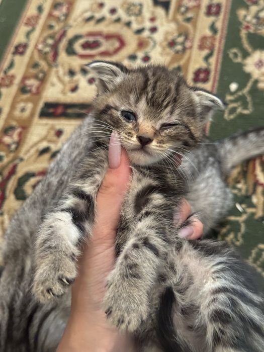 Котята срочно бесплатно