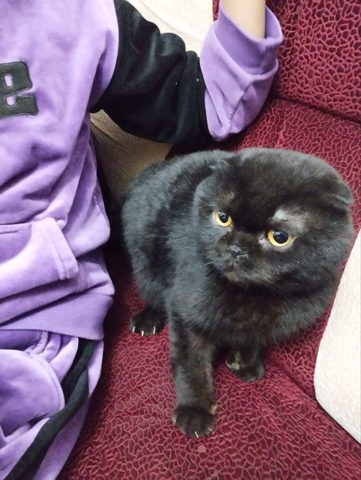 Угил бола британски веслаухи