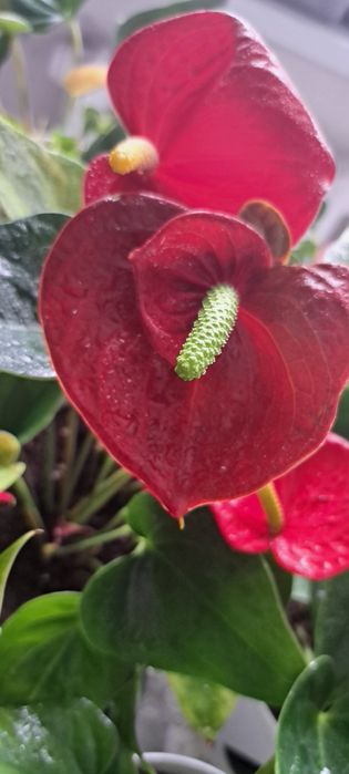 Продам Цветы мужское счастье