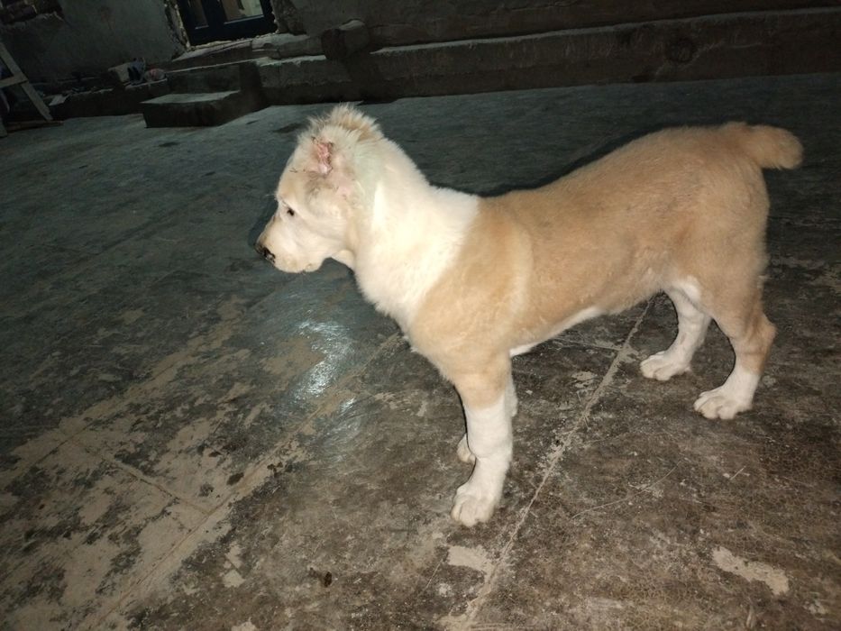 Туркман кучук эркак 3 ойлик