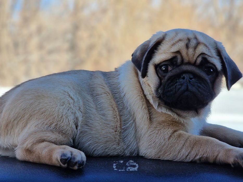 Шикарные щночки мопсика