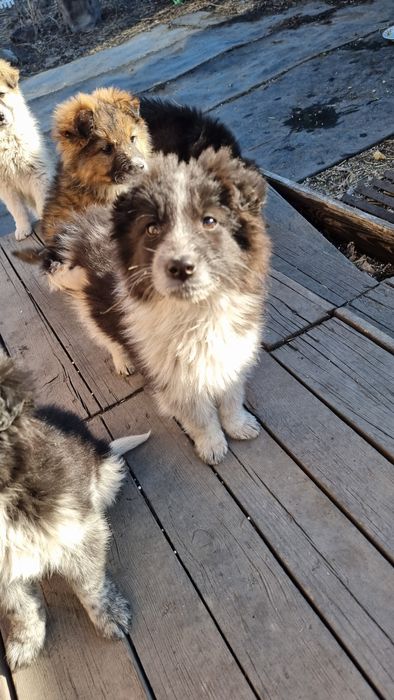 Щенки заботливым хозяевам