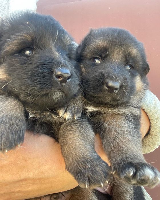 Щенки немецкой овчарки