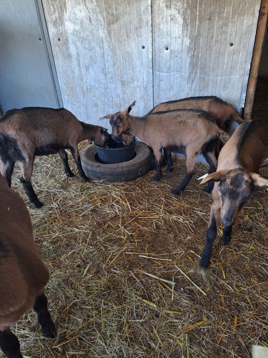 Vand iedute si iezi rasa alpin francez