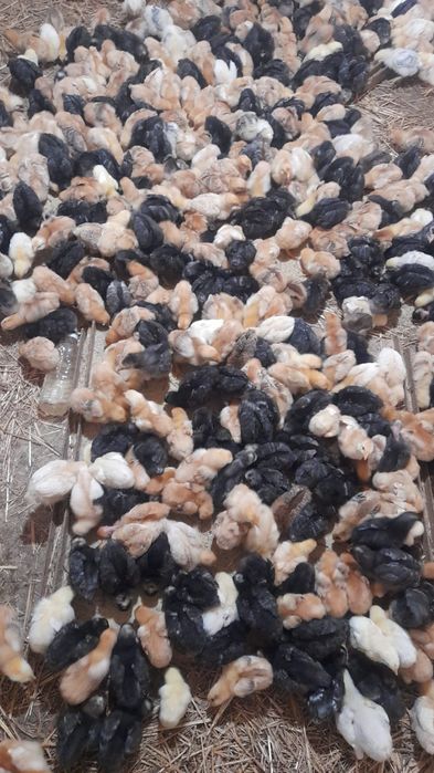 Pui de gaina de casa