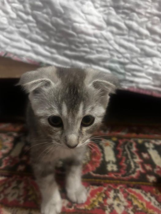 Продам кошек шотландские вислоухие