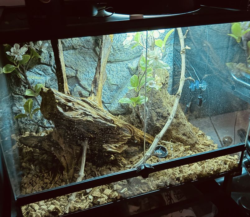 Terariu + Crested Gecko + Accesorii