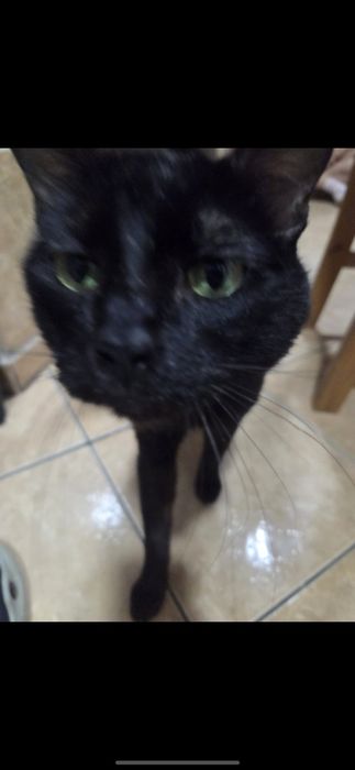motan spre adoptie