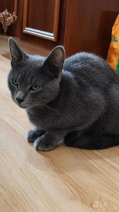 Mushuk sotiladi, zoti Russian Blue