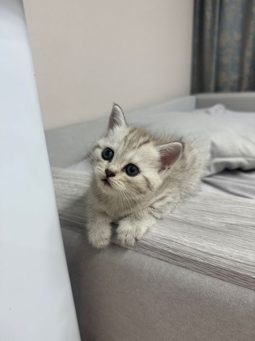 Шотландский котенок