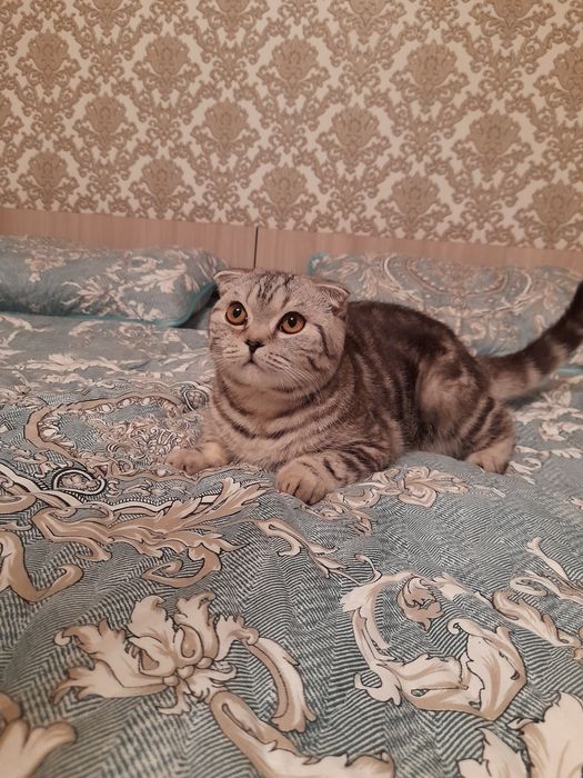 Ищем кошечку для вязки