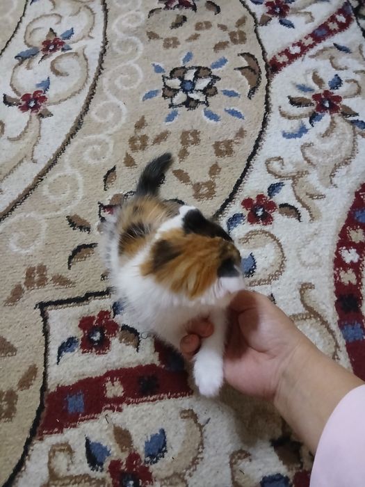 Котята веслоухий