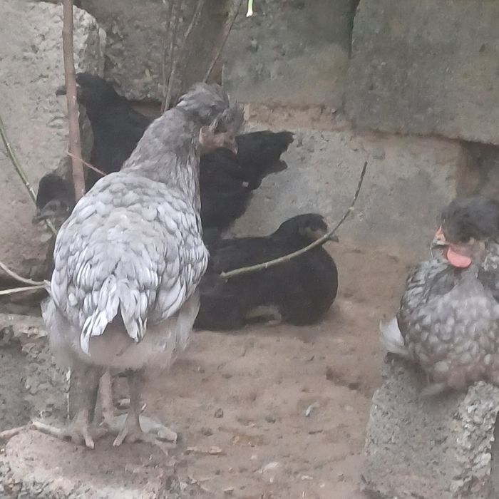 3 ай дан асқан дені сау