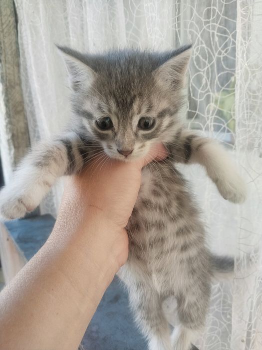 Отдадим котят в хорошие руки