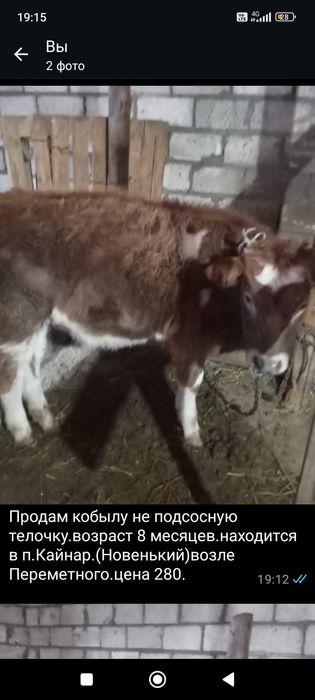 Продам тёлку подсос 8 месяцев.