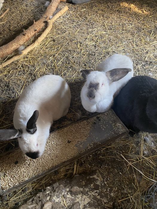 Кролики разных пород