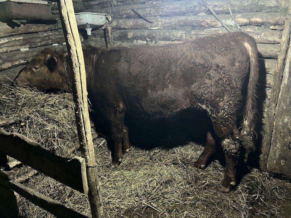 Откормнан 3Бука 3Тайша сатылады