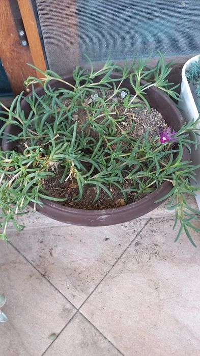 Студоустойчиви  цветя