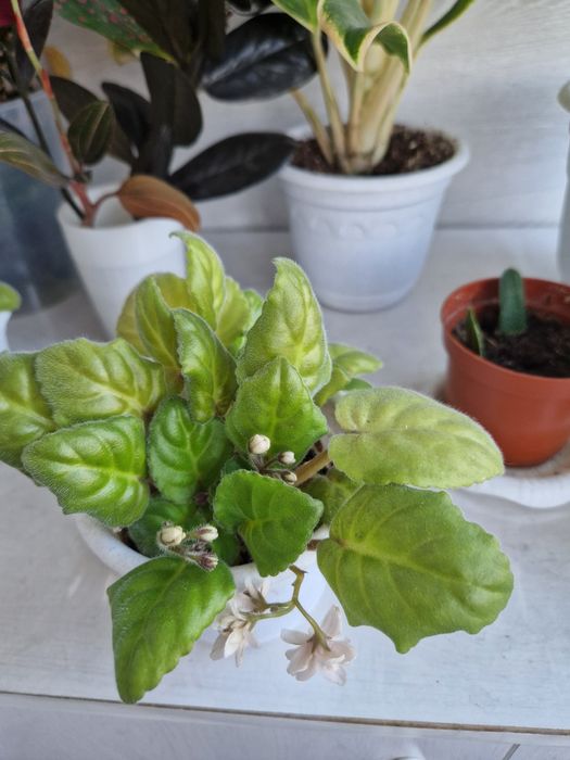 Продам цветы комнатные