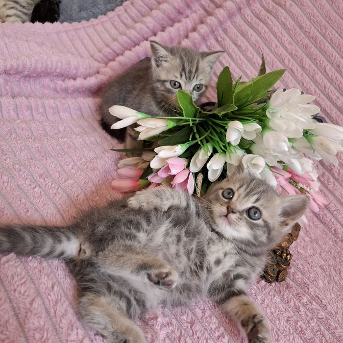 Британские котята