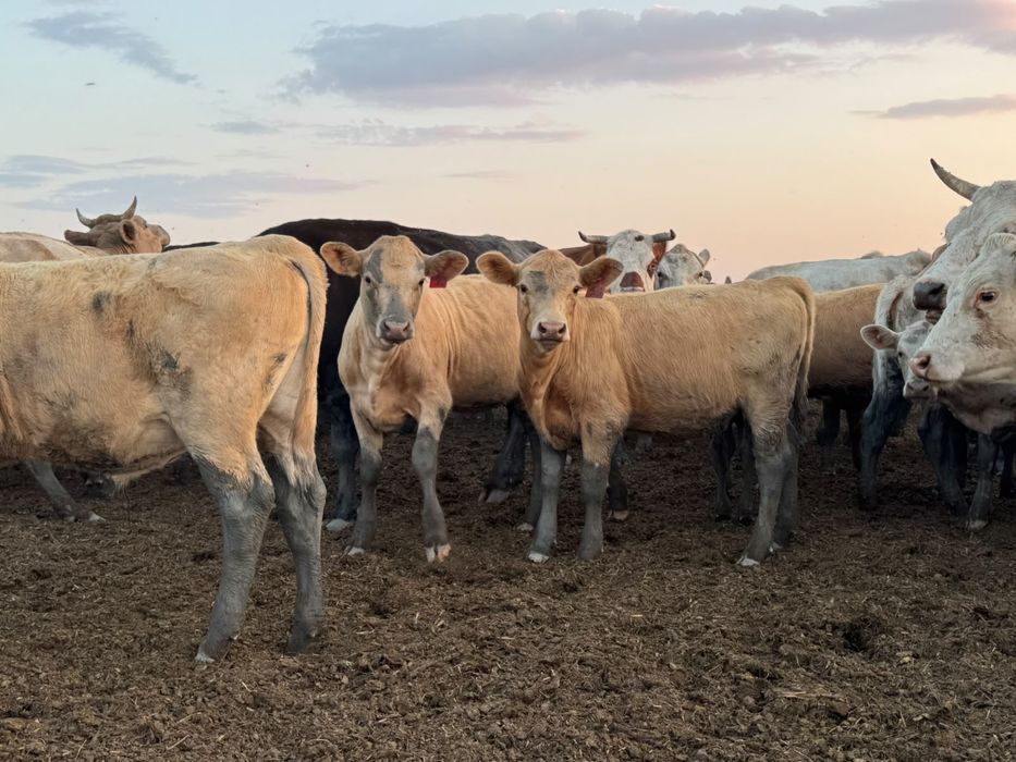Продам телята бузау бұзау подсос сатылады