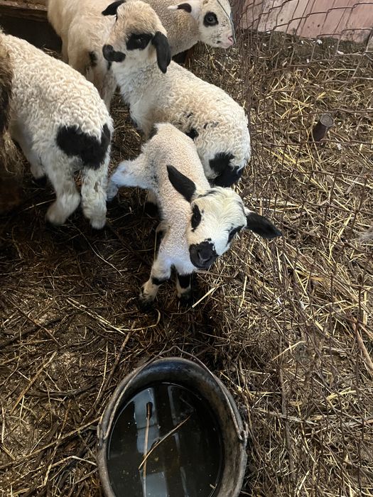 Vand o mieluta 3 zile