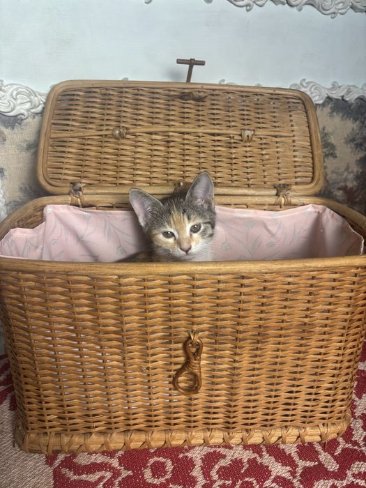 Котенок ищет хорошую семью