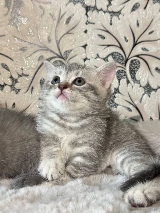 Продаётся кошки мама  с детьми
