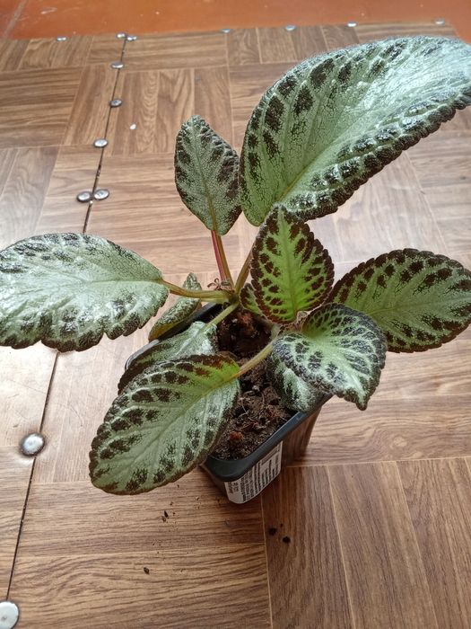 Разные Цветы Домашние.