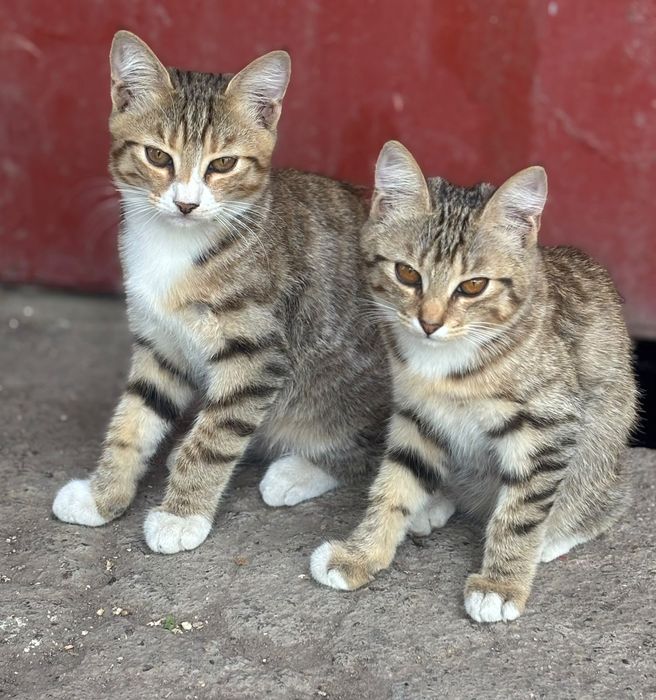 Котята бесплатно