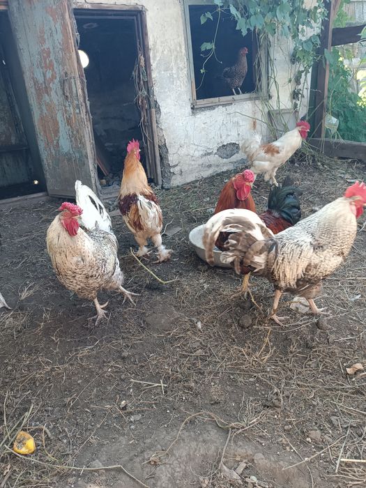 Продам молодых петушков