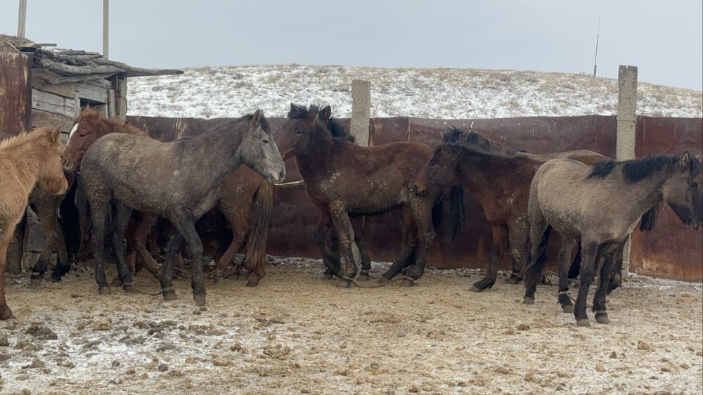 Соғымға жылқылар сатылады