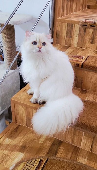 British Longhair baiat superb pedigree