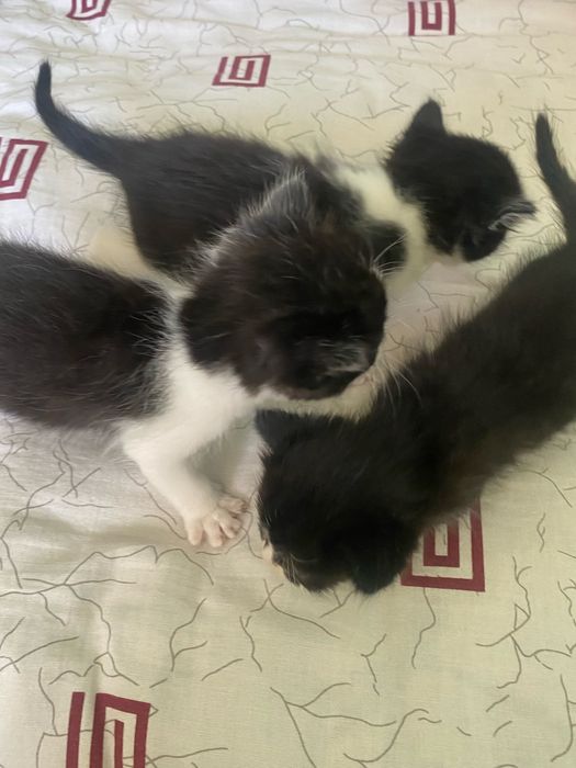 Котята девочки 4