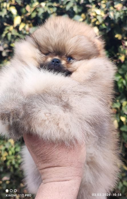 Померан  мини момче
