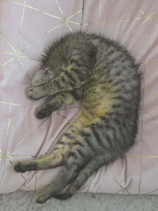 Женска котка на 3м.