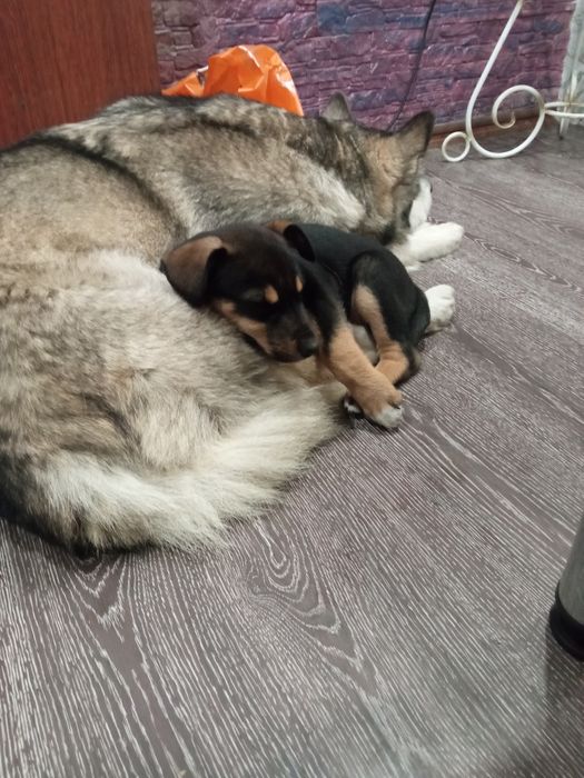 Отдам щенков в очень хорошие руки