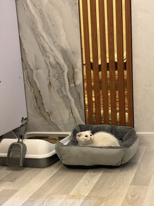 Scottish Fold qiz bola 3 oyli