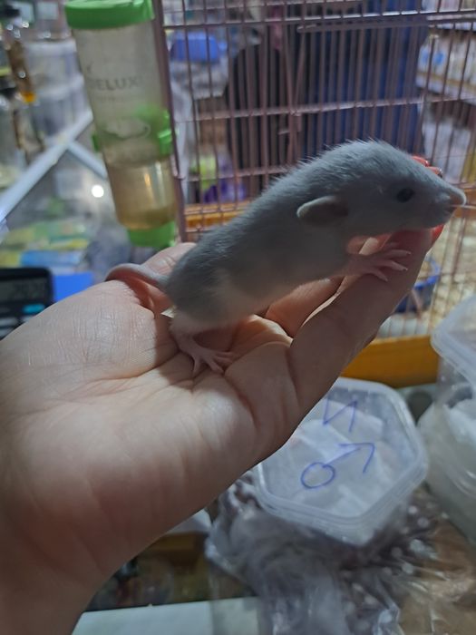 Декоративные крысята