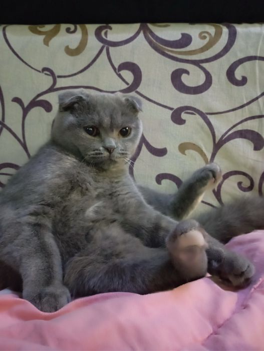 Отдам кошку в хорошие руки.