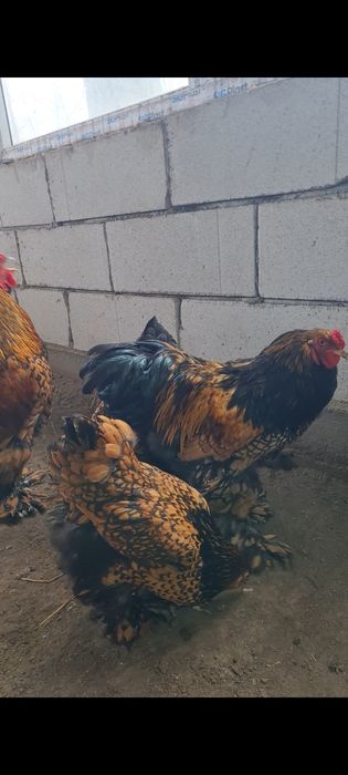 Oua brahma gold lanced