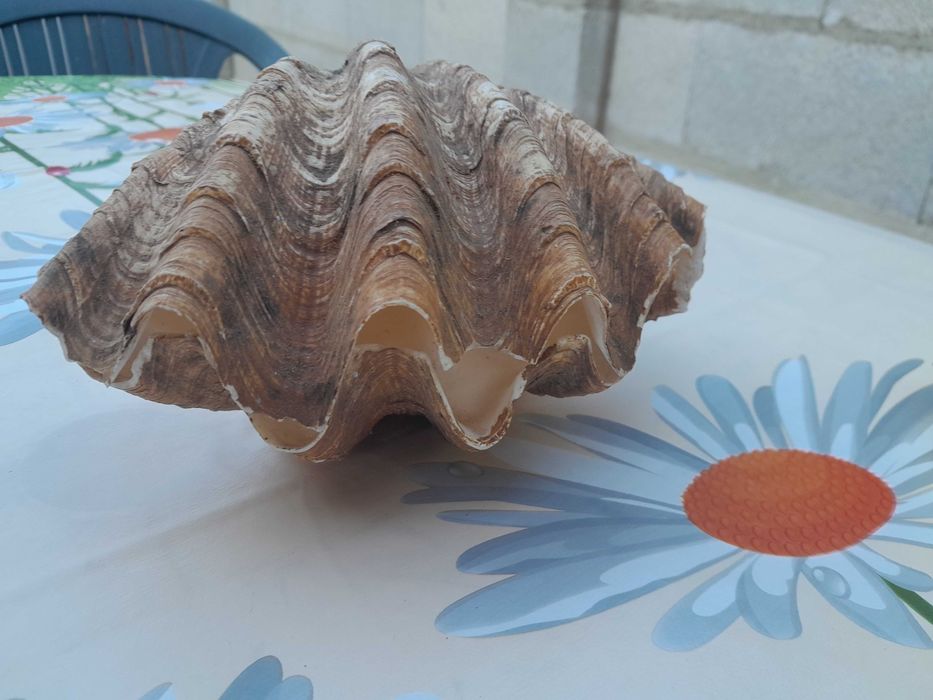 Морски артикули декорация