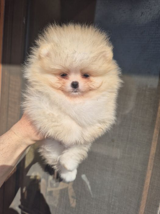 Кремави и бели померанчета