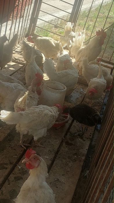 Куры несушни продам