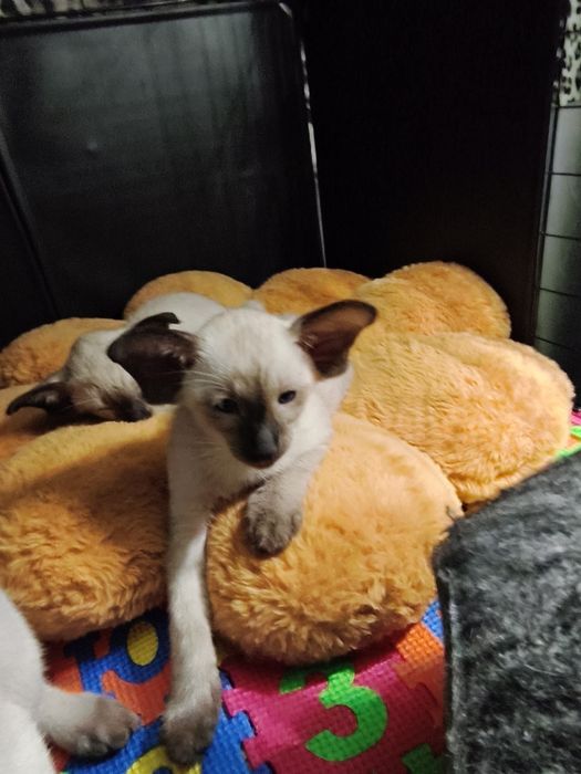 Ориентальные котята