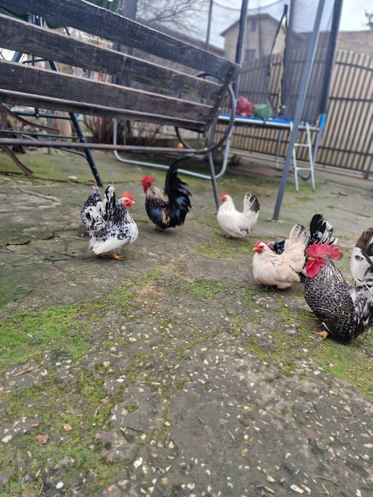 Gainusi chabo de vanzare.