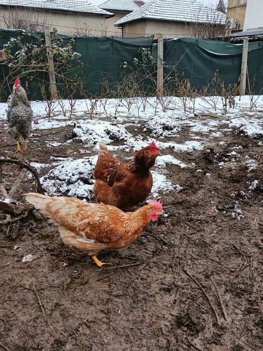 Оплодени яйца от домашни кокошки