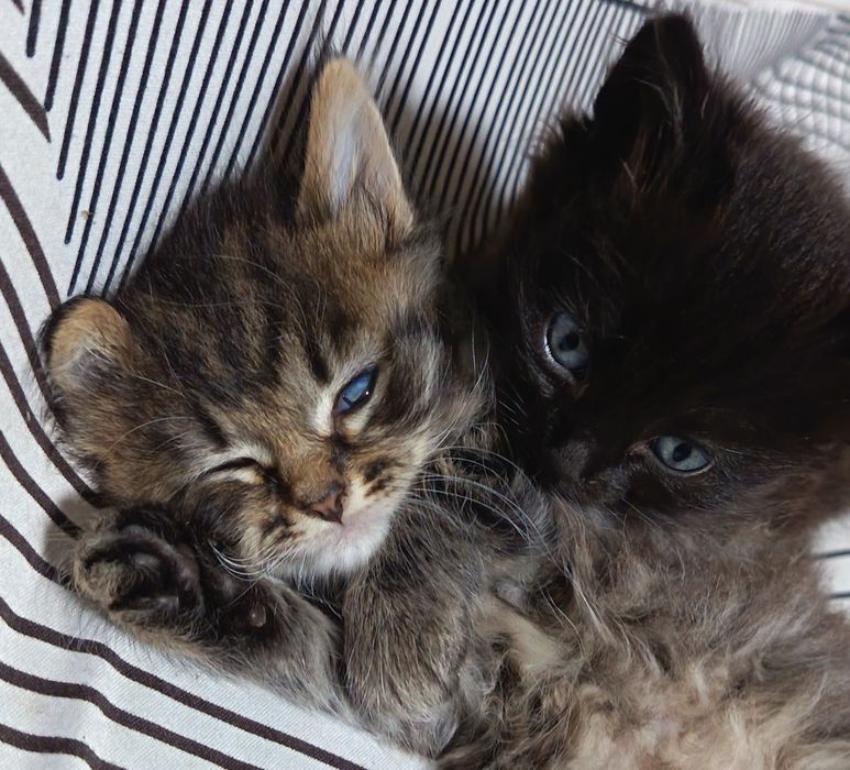 2 котёнка мальчик, девочка